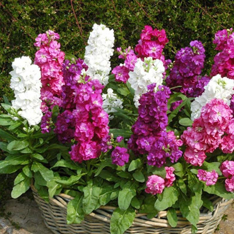 KANAYA Stock Seed  (74 per packet)