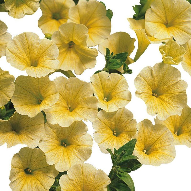 CYBEXIS Yellow Petunia Hybrid Seeds Seed  (1 g)