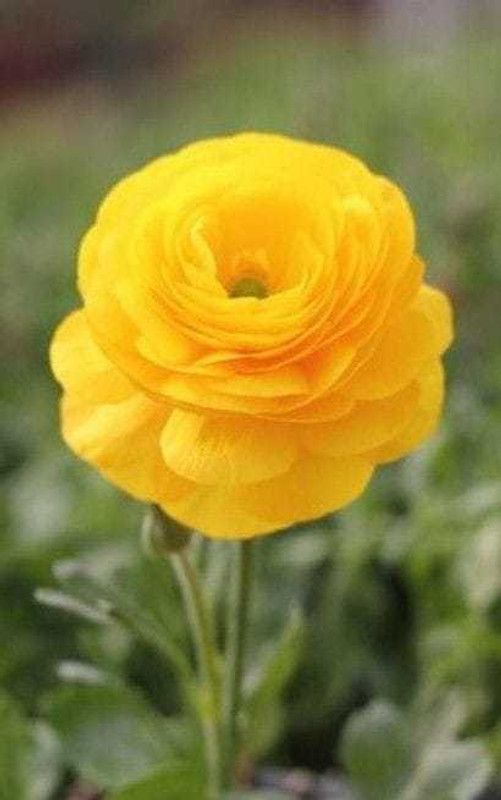 SIDDHI VINAYAK Ranunculus Flower Bulbs, World Famous, Worth Planting, High Germination Rate, Exquisite Cut Flower Bulbs For All Season India ( Pack Of 5 Flower Bulb) Seed  (5 per packet)
