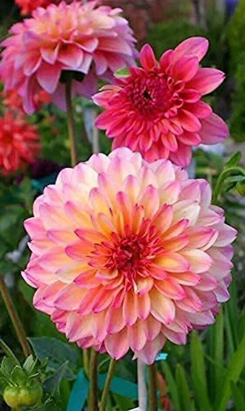 CYBEXIS Rare Mix Dahlia Pompon Flower Seeds Seed  (50 per packet)