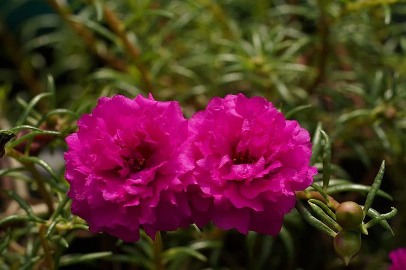 CYBEXIS Portulaca Moss Rose Double Mix Flower Seeds Seed  (50 per packet)