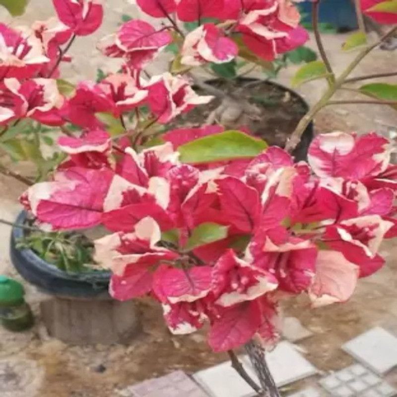 Augadh Bougainvillea Plant  (Hybrid, Pack of 1)
