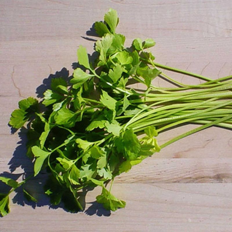 WILLVINE TLX-9 Chinese Celery Seeds Seed  (1000 per packet)