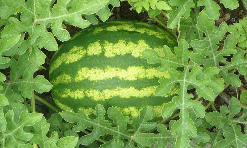 PLANTZON Watermelon Seed  (40 per packet)