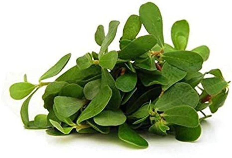 XOLDA Kulfa Seed  (22 per packet)