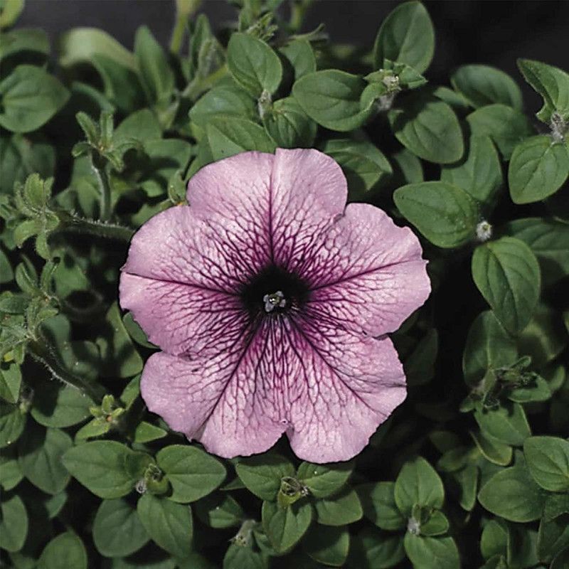 CYBEXIS Petunia - Madness Series Flower Garden Seed - Orchid Color Blooms Seed  (50 per packet)