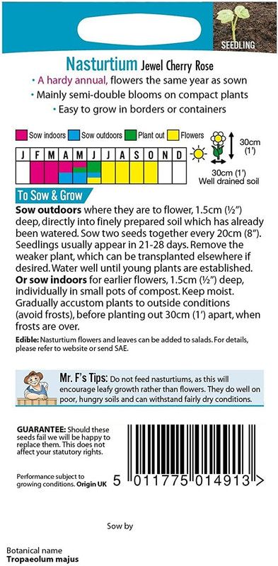 CYBEXIS Nasturtium Jewel Cherry Rose Seed  (50 per packet)