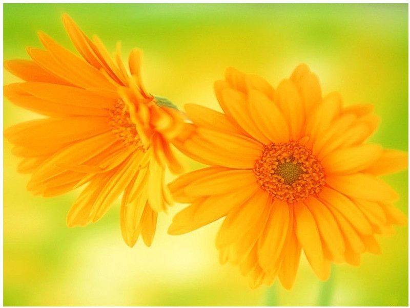 Countgreen Plus New Calendula Flower best quality Seed  (60 per packet)