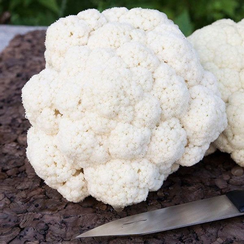 ANDOR CAULIFLOWER Skywalker Seed  (500 per packet)