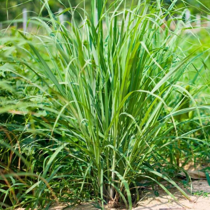 XOLDA Organic lemon grass herb Seed  (33 per packet)