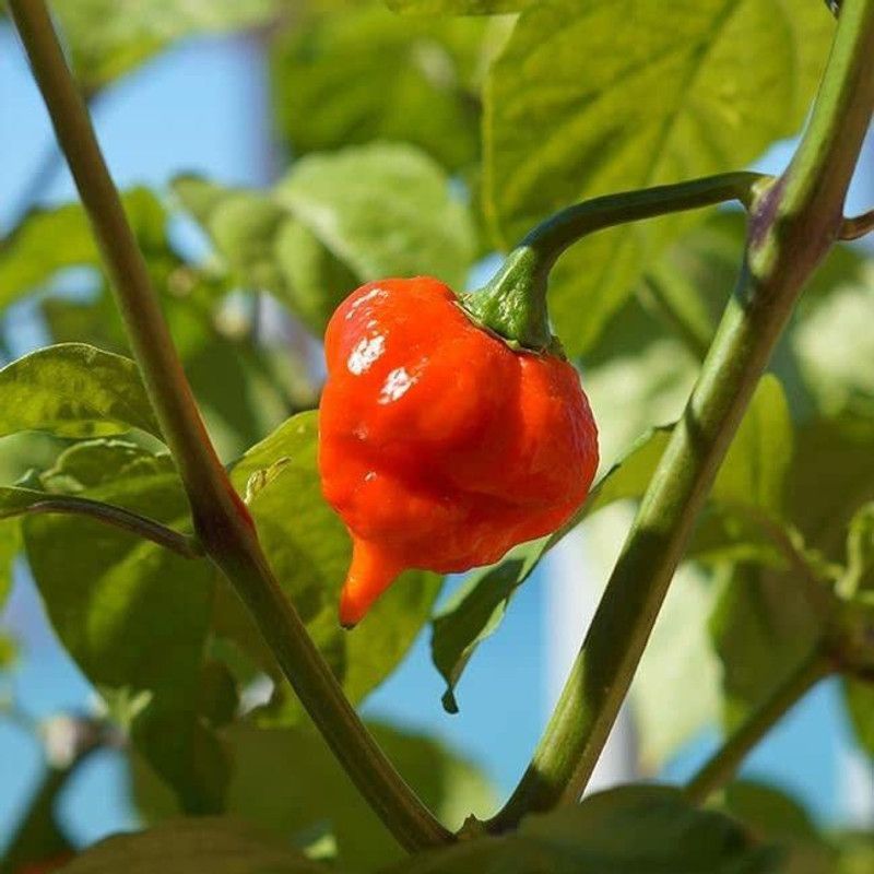 WILLVINE XLR-812 Non-GMO Naga Viper Chilli Seeds Seed  (200 per packet)