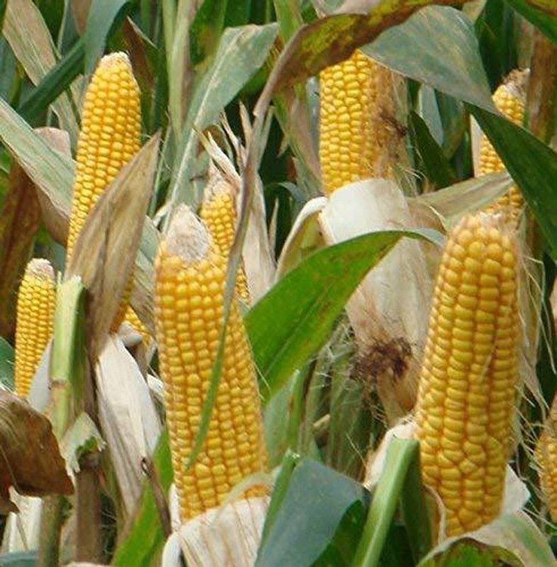 WILLVINE VXI-929 Sweet Corn Vegetables Seeds Seed  (500 per packet)
