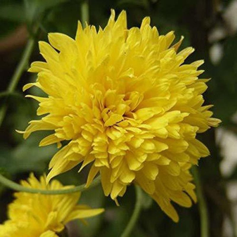 CYBEXIS Guldavari/Chrysanthemum Yellow Color Flower Seeds Seed  (1 g)