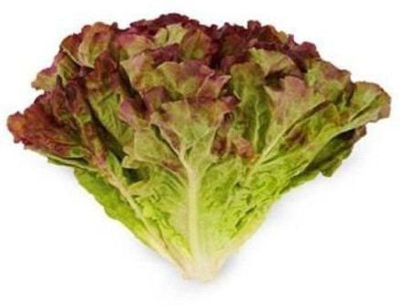 Nodoc Red lettuce Seed  (45 per packet)