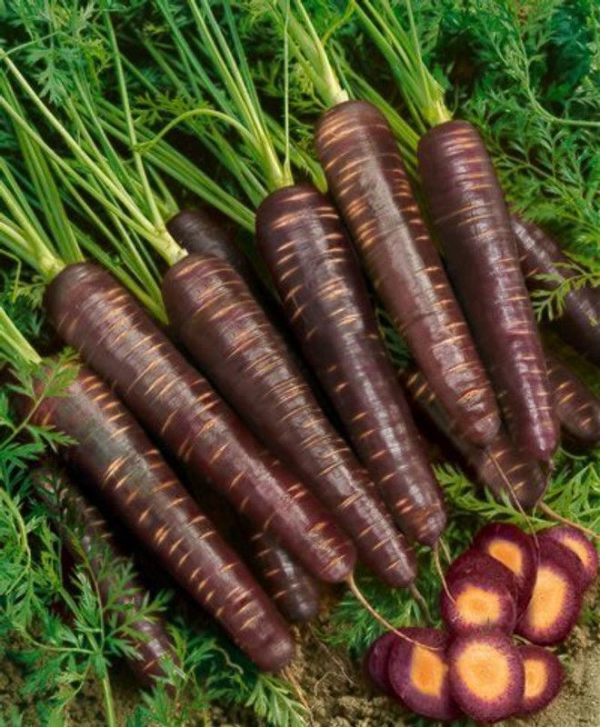 Mozette Black Carrot Seed  (18 per packet)