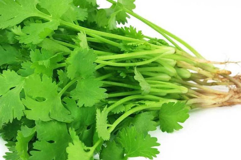 XOLDA Organic Coriander Kothmir Seed  (93 per packet)