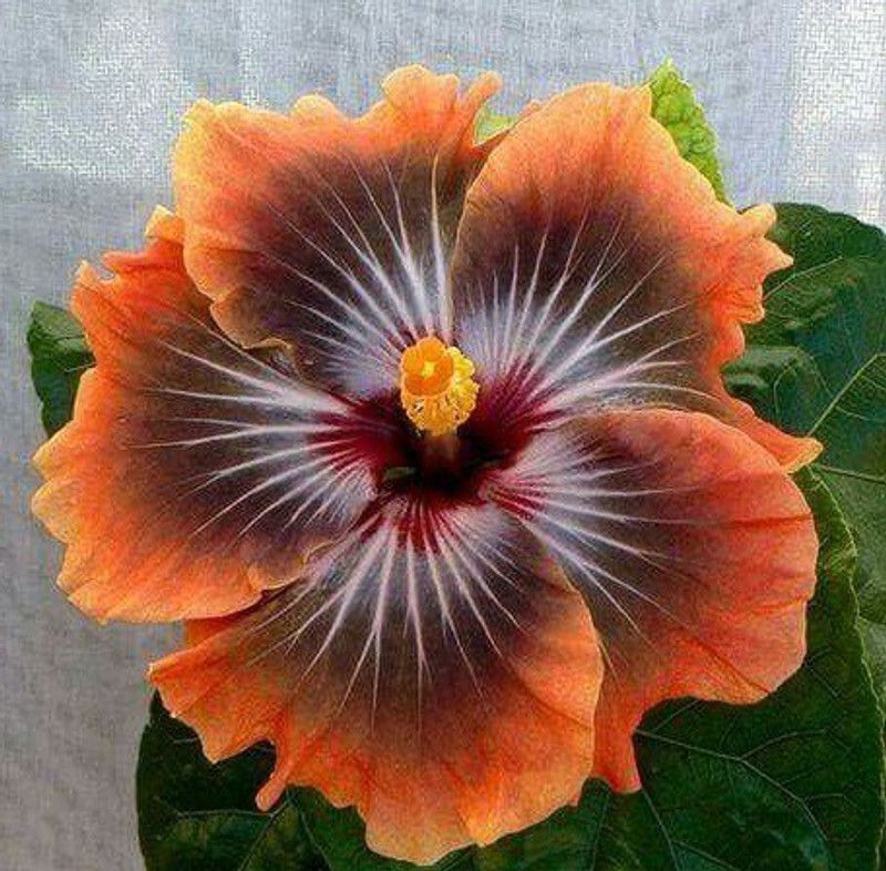 Cloud Farm Hibiscus Plant  (Hybrid, Pack of 1)