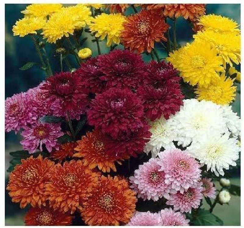 KANAYA Chrysanthamum Mix/Chamanti Seed  (45 per packet)