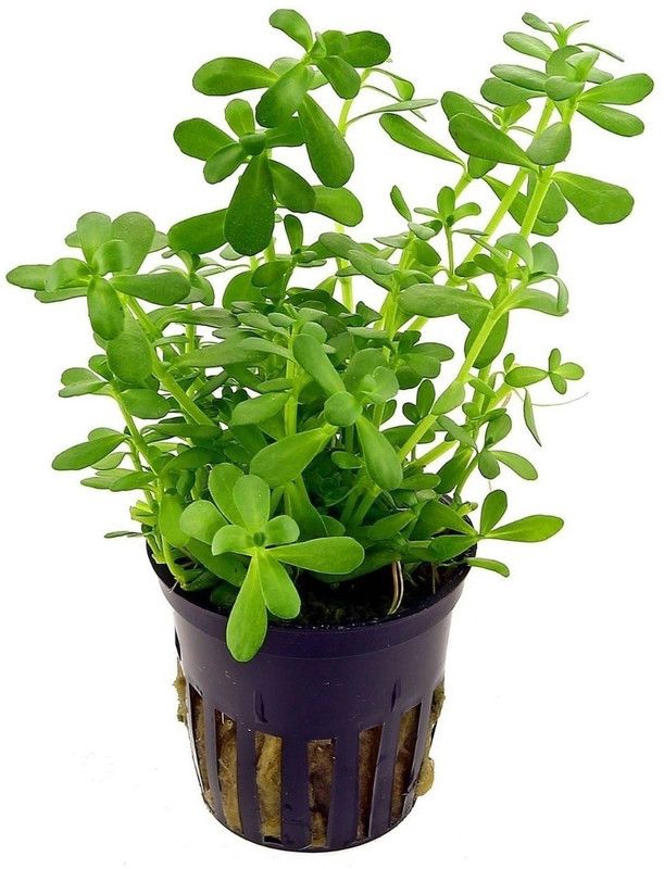 Vamsha Nature Care Bacopa Monnieri  (Pack of 5)