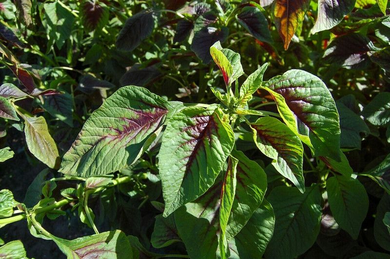 URRO Amaranth Seed  (500 per packet)
