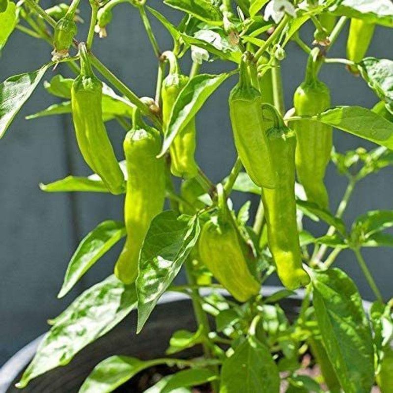 VibeX ® XLR-408 Golden Greek Hot Pepper Chilli Seeds Seed  (200 per packet)