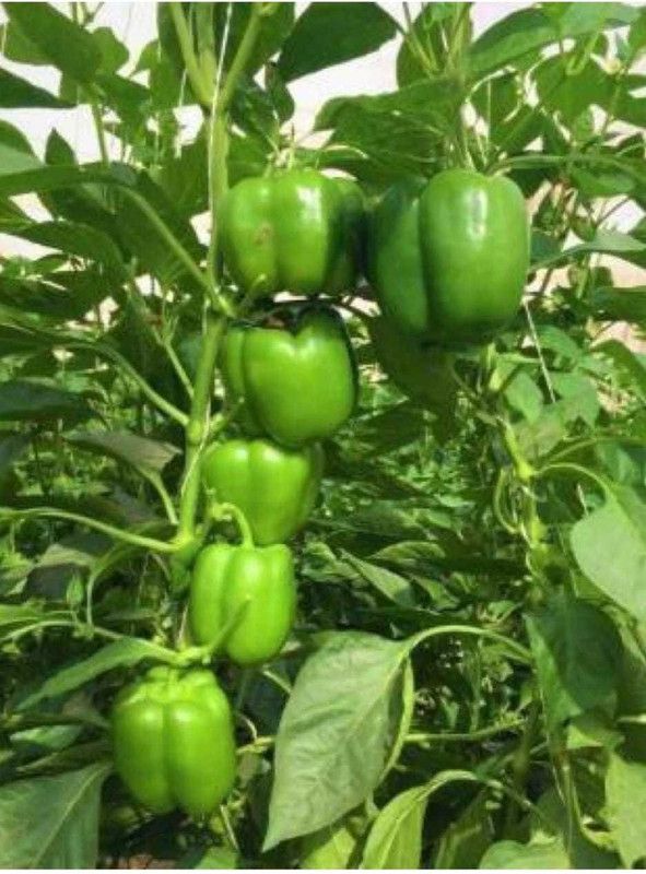 CELEBSHINE capsicum Seed  (70 per packet)