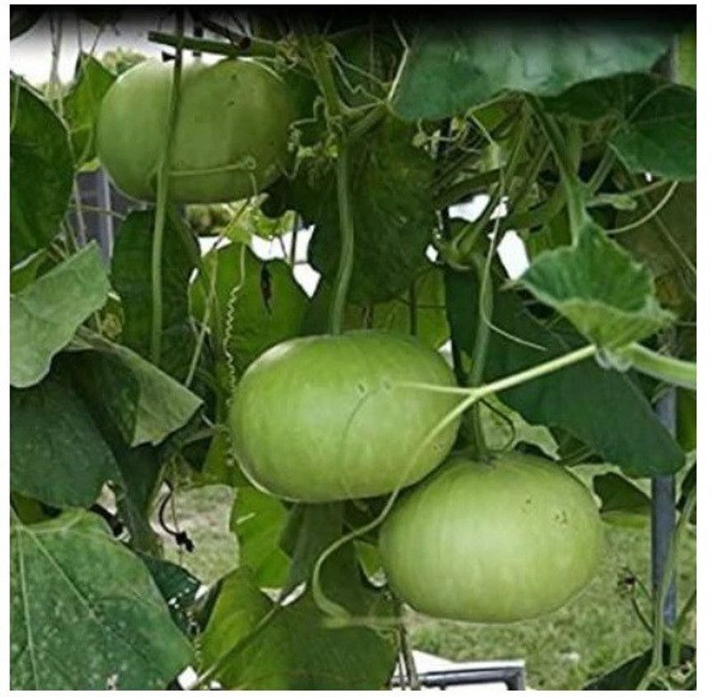 UGRA Round Bottle-gourd Seeds Seed  (50 per packet)