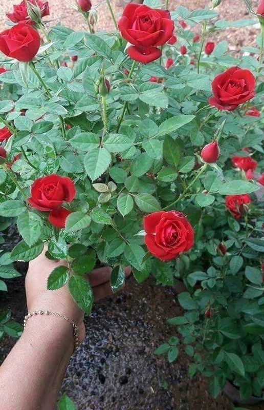 biswasplant Rose Plant  (Hybrid, Pack of 1)