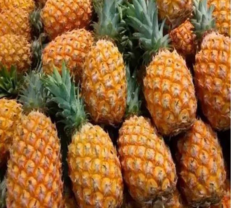 Nema Dwarf pineapple Seed  (50 per packet)
