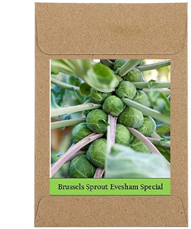 CYBEXIS Guarenteed Germination Brussels Sprouts Seeds Seeds2000 Seeds Seed  (2000 per packet)