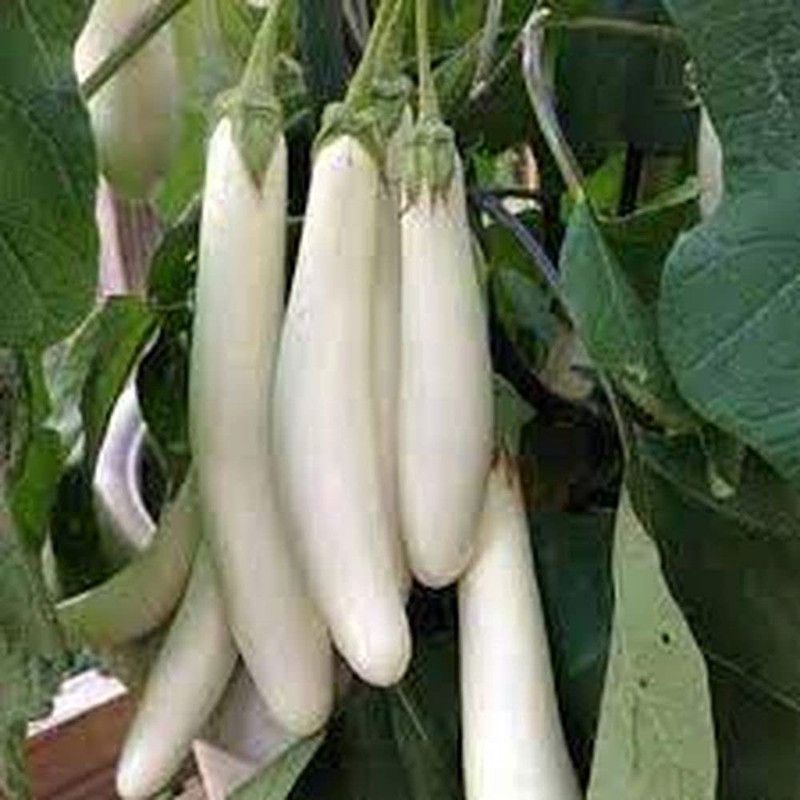 MKR Enterprises White Brinjal Seed  (200 per packet)