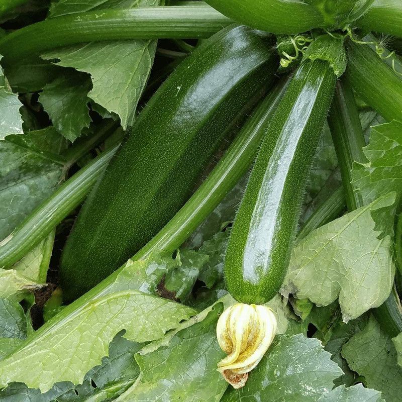 VibeX ® XLR-499 Black Beauty Zucchini Squash Seed  (100 per packet)