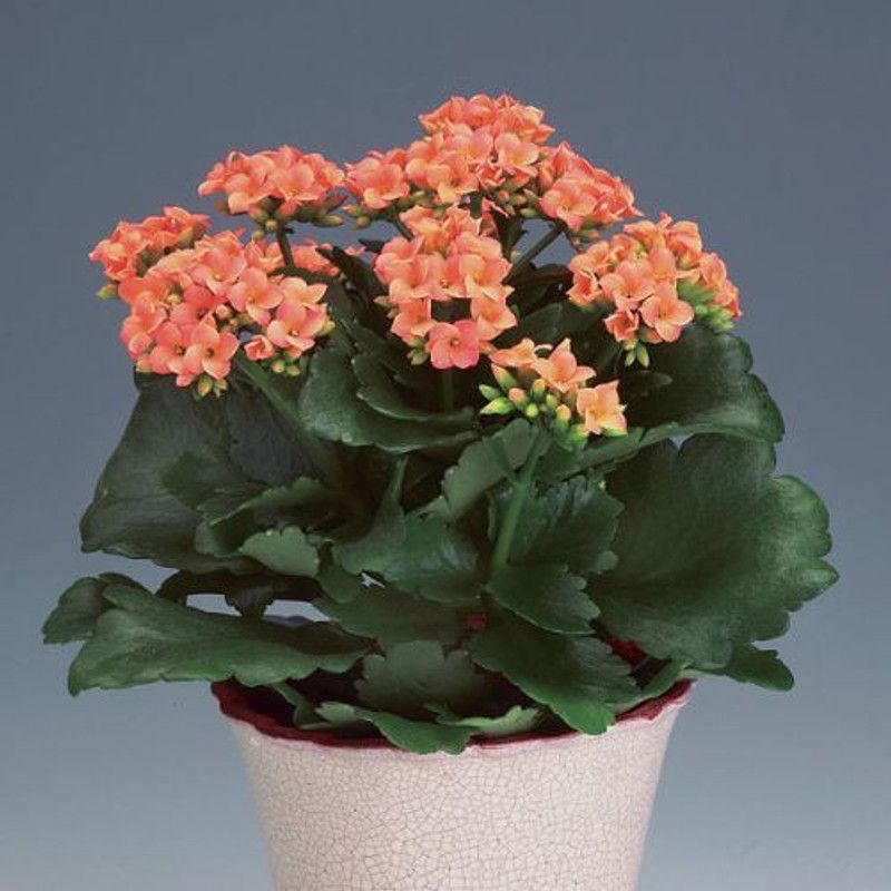 Earth Angels Kalanchoe Plant  (Hybrid, Pack of 1)