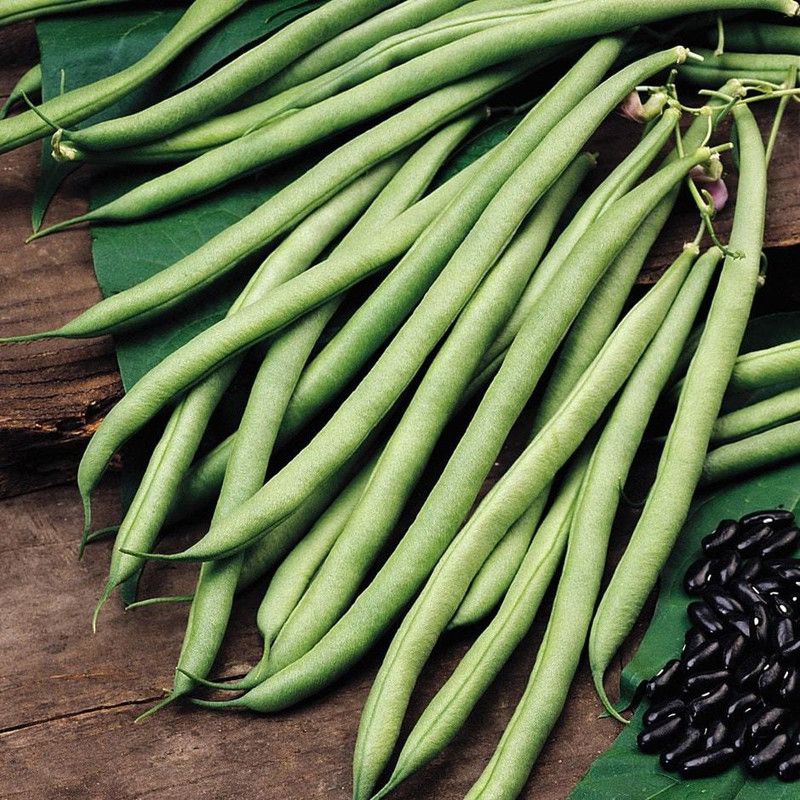 PLANTZON Beans/French Beans Seed  (15 per packet)