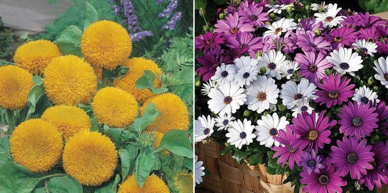 xcentax Sun & Osteospermum Seed  (20 per packet)