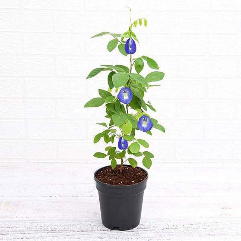 plantsshops Aparajita/ Butterfly Pea Plant  (Hybrid, Pack of 1)