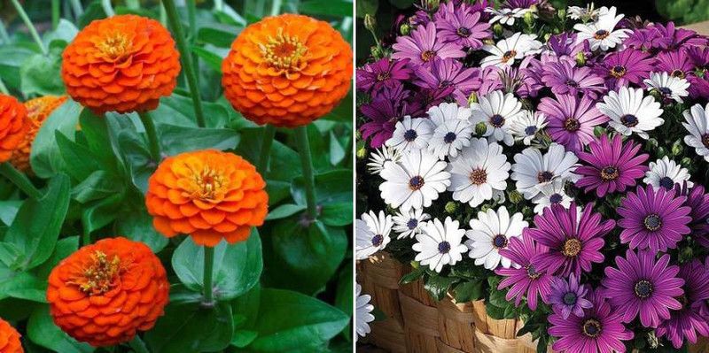 xcentax Nemesia & Osteospermum Seed  (20 per packet)
