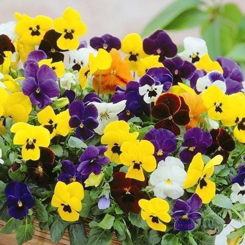 Nodoc Pancy Mix Seed  (20 per packet)