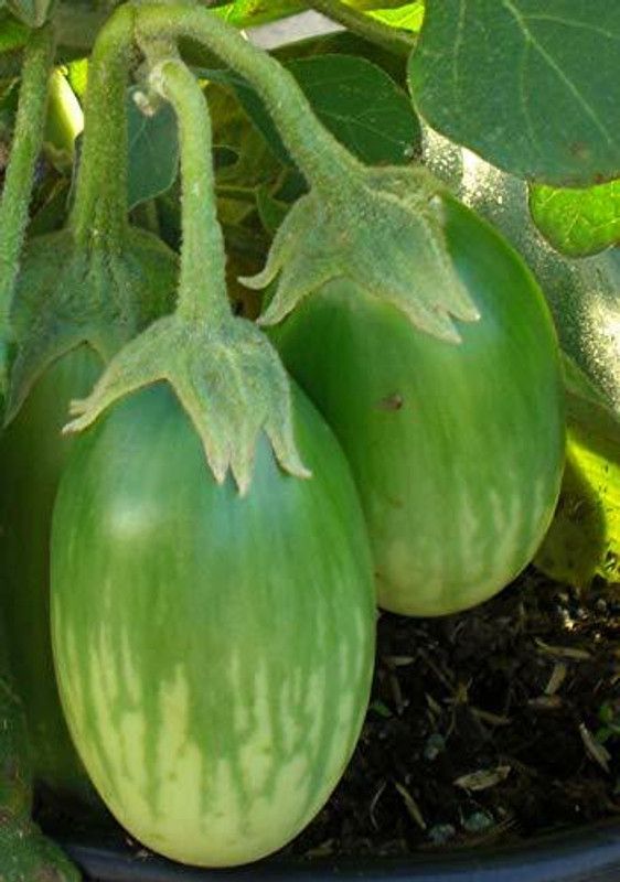 XOLDA Brinjal Green Round plant Seed  (21 per packet)