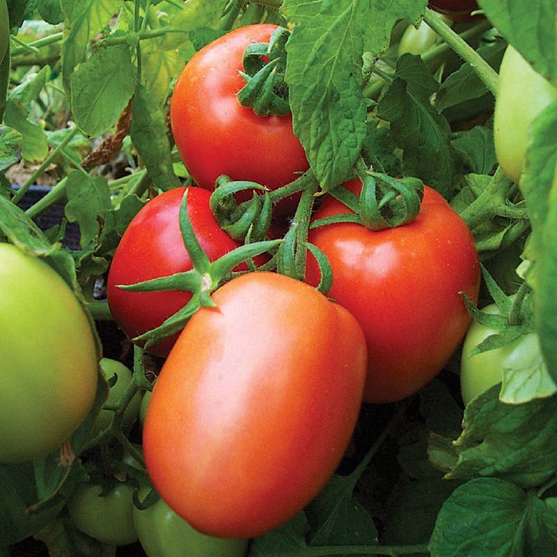 XOLDA Organic Tomato F1 Seed  (20 per packet)