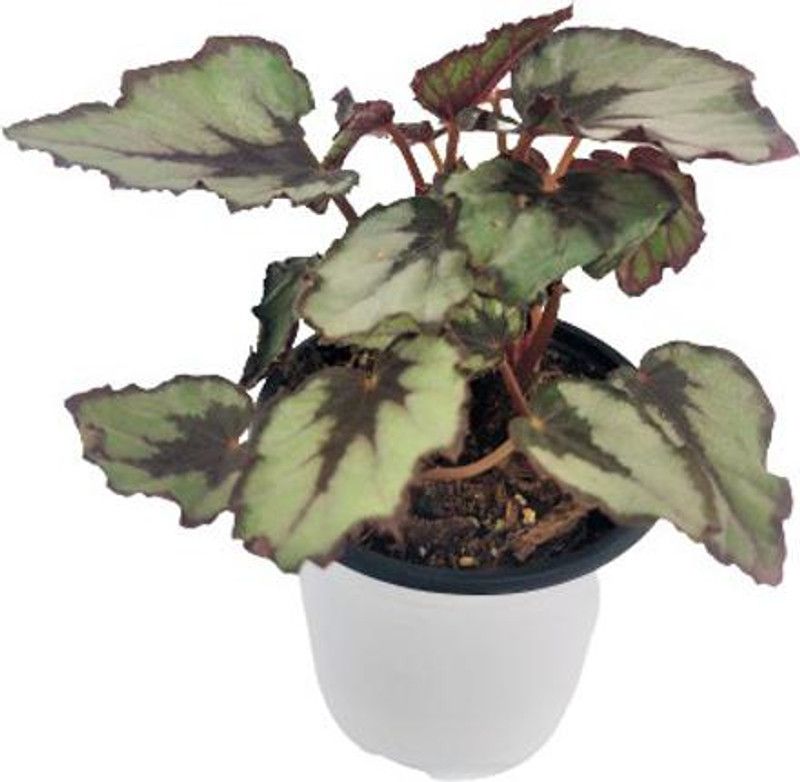 Indian Flora Begonia Vanusta Plant  (Pack of 1)