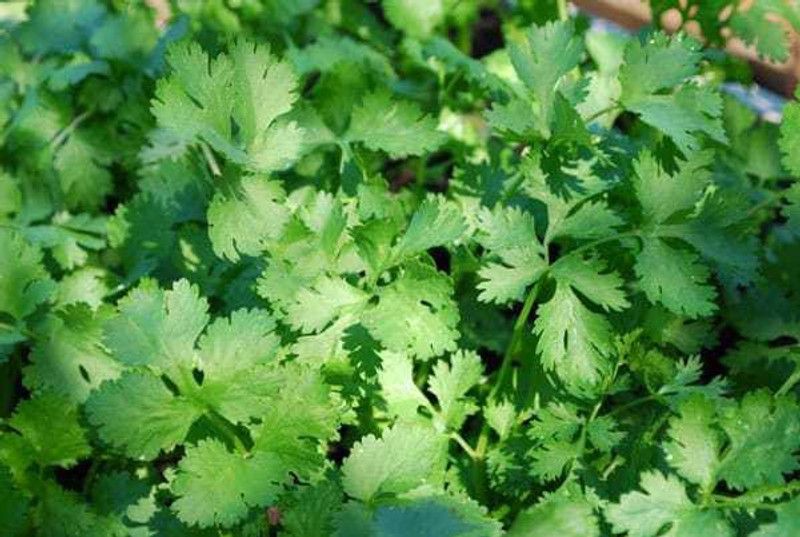 Mozette Coriander Vegetable Seed  (23 per packet)
