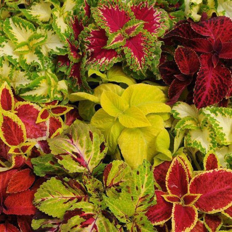XOLDA Exotic Coleus Rainbow Mix Seed  (77 per packet)