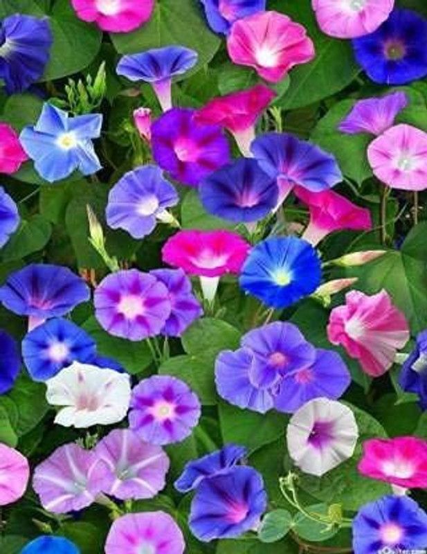 KANAYA Morning Glory(Ipomea) Mix Flower Seed  (45 per packet)