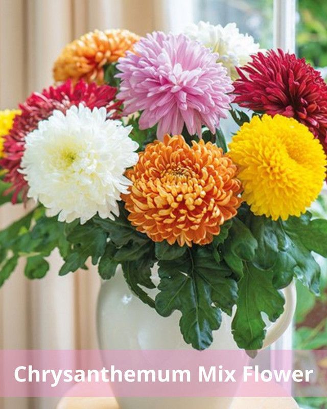 Gromax India Update New Quality Chrysanthemum Multi-Color Flower Pack Of 40 Seeds Seed  (40 per packet)