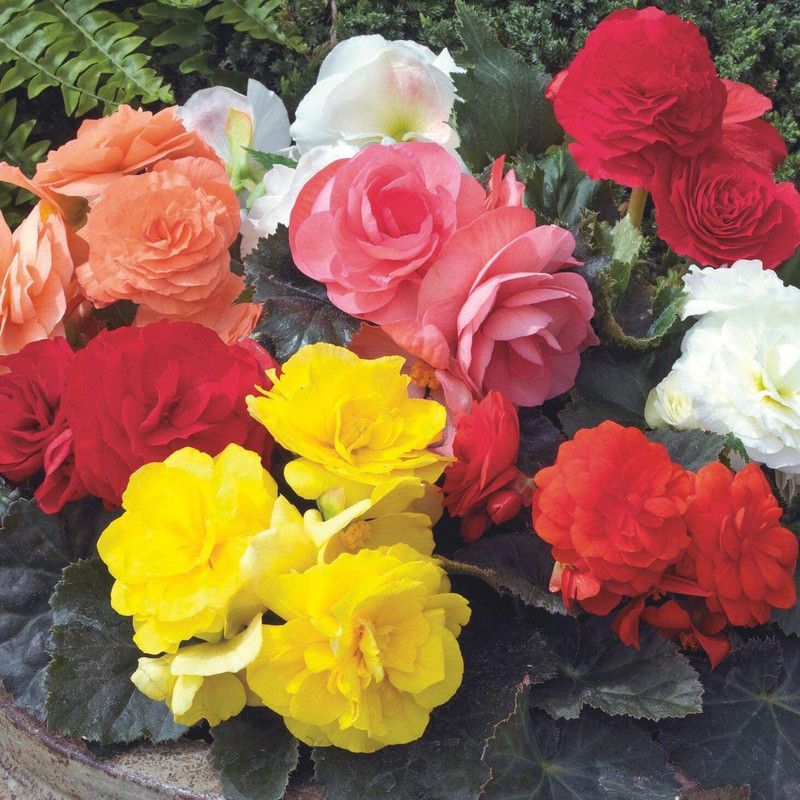 XOLDA Exotic Begonia Mix Seed  (57 per packet)