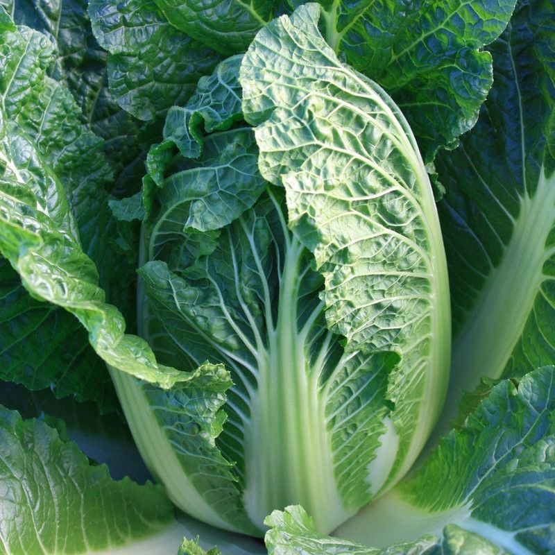 Nodoc Chinese Cabbage Seed  (38 per packet)