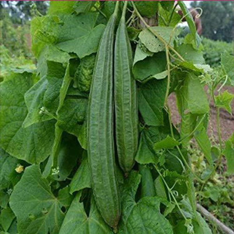 Nodoc Ridge gourd Seed  (100 per packet)