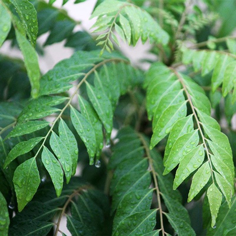 Paudha Curry Leaves Seed  (10 per packet)