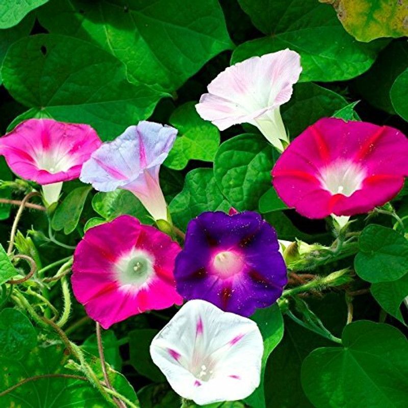 Nodoc Morning glory mix flower Seed  (23 per packet)